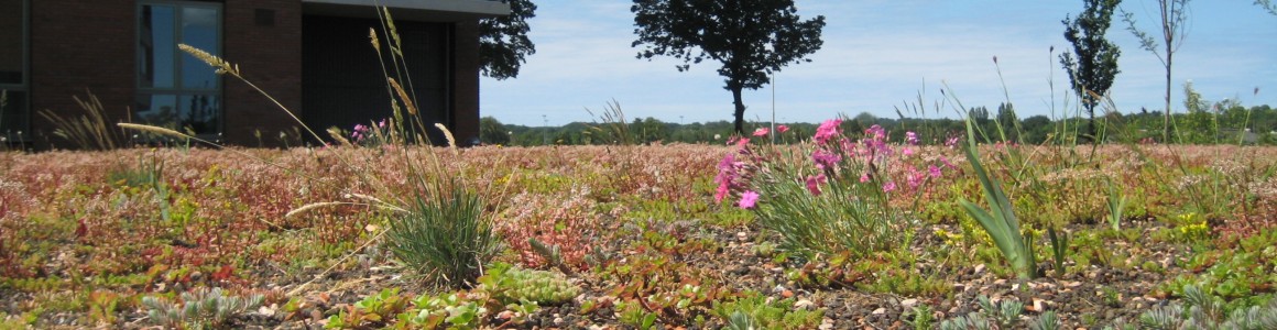 sedum haarlem