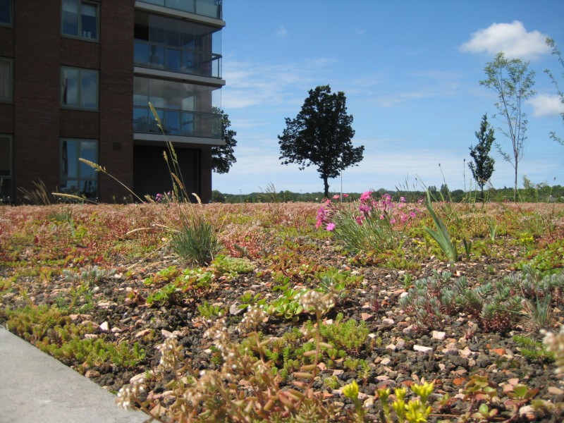 sedum haarlem