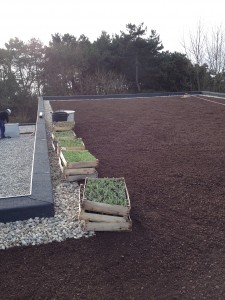 Vegetatiedak sedumpluggen
